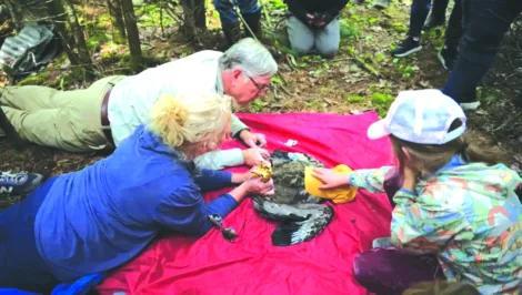 Bald eagle success story faces new threats